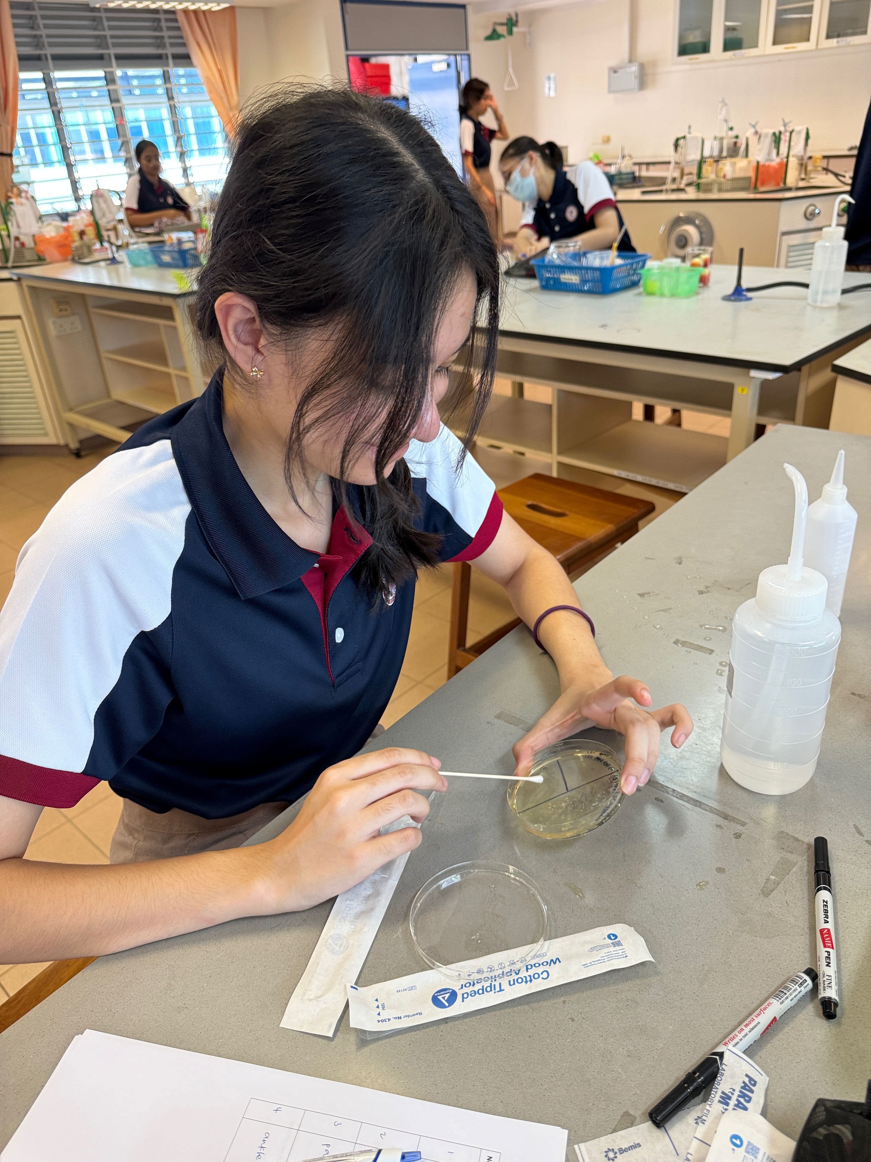 Enter a descripA female student in a navy blue and white polo shirt carefully swabs a petri dish using a cotton-tipped applicator at a lab bench, with lab equipment and a worksheet laid out beside her.tive alt text.